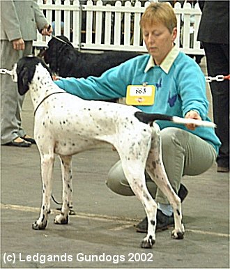 DCC, RBOB & 1st Limit Dog